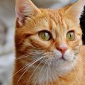 cat-1045090_640