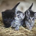 kittens-3535404_1280
